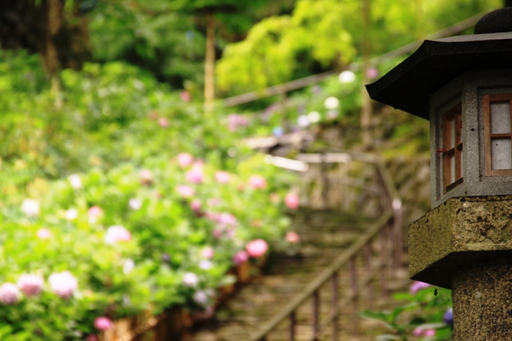 初夏　長谷寺