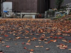 沖島と自転車