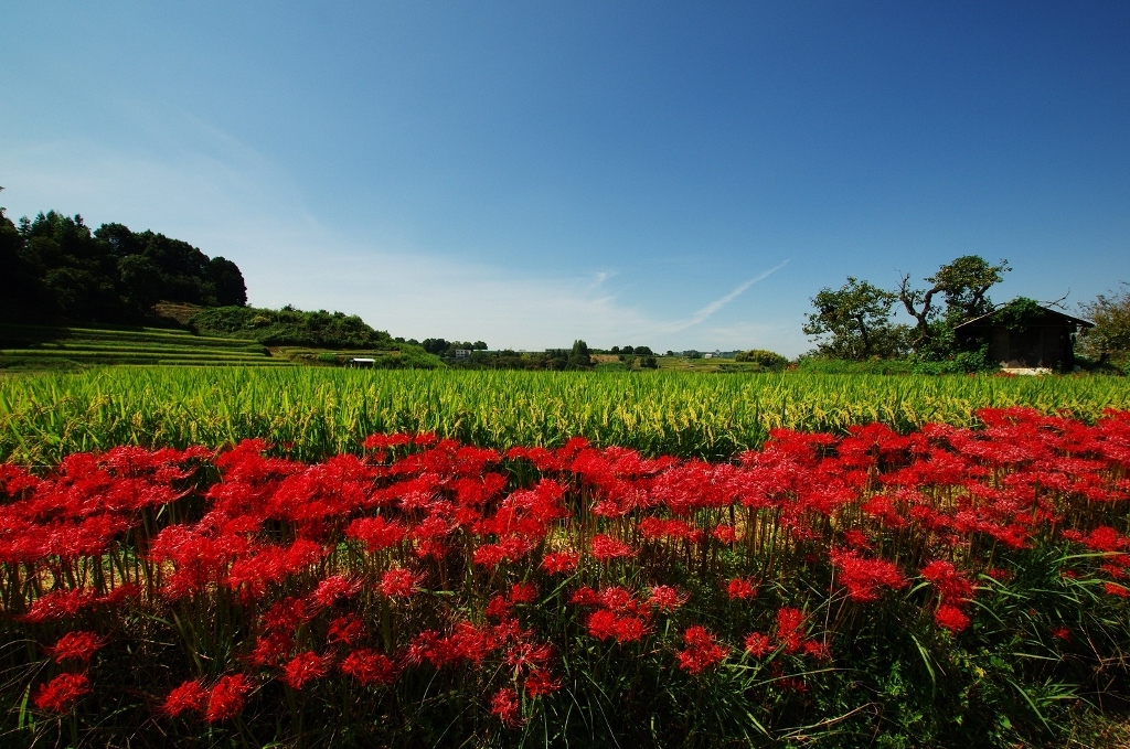 千早赤阪村2014秋