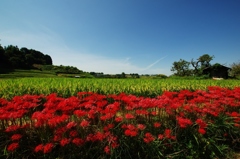 千早赤阪村2014秋