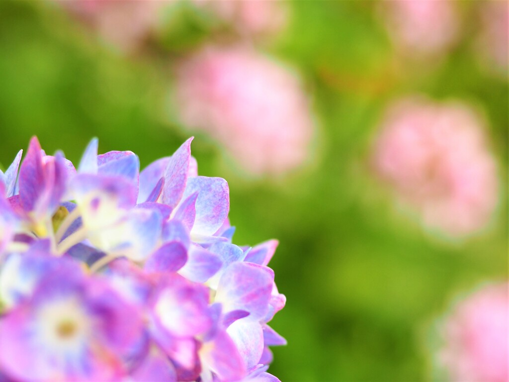 今年は早い、庭の紫陽花