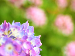 今年は早い、庭の紫陽花