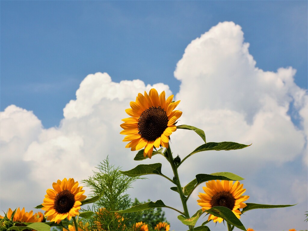 久しぶりの夏空