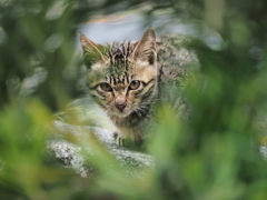 滋賀県・沖島の猫たち