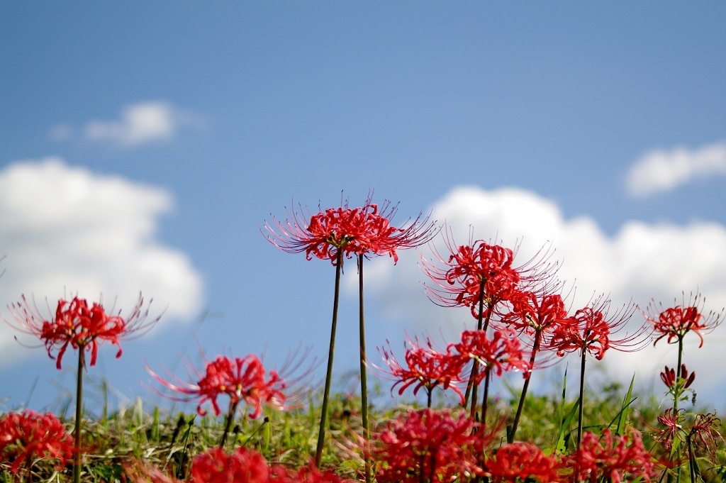 千早赤阪村2014秋