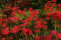 千早赤阪村2014秋