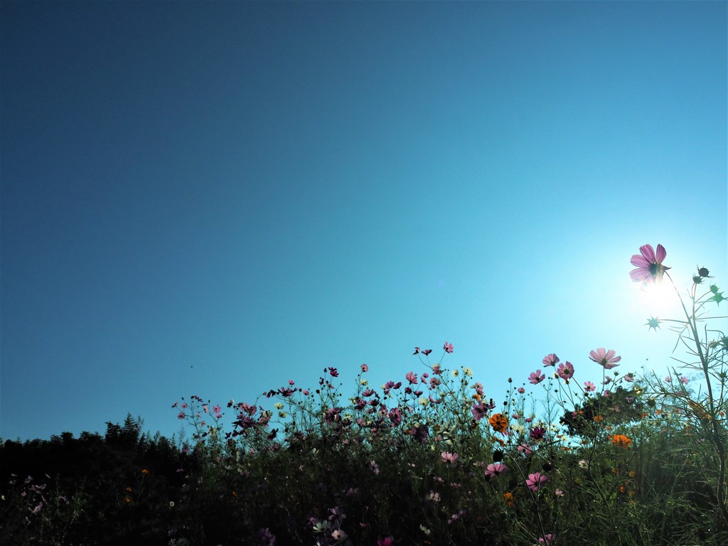 千早赤阪村・コスモス