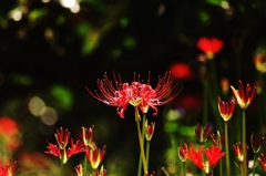 千早赤阪村2014秋