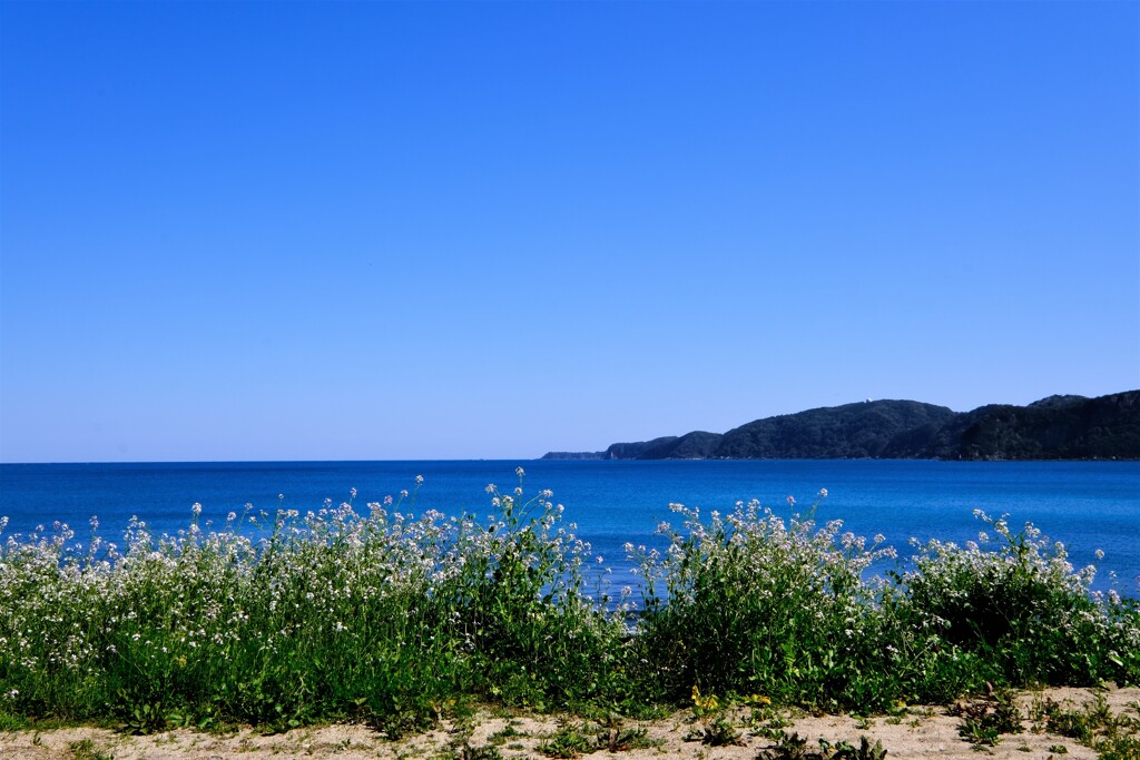 串本・向いは大島…