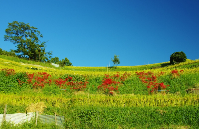 千早赤阪村