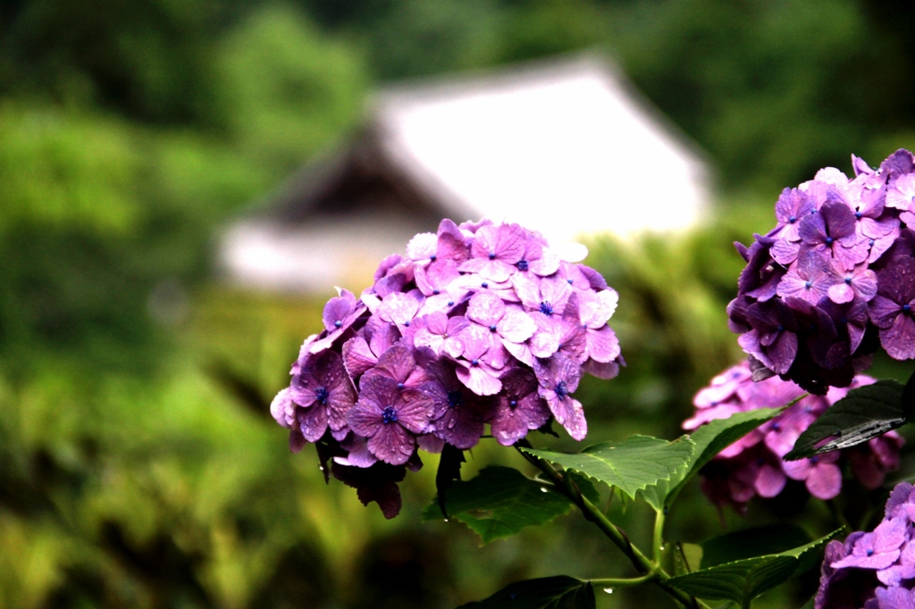 初夏　長谷寺