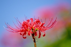 千早赤阪村2014秋