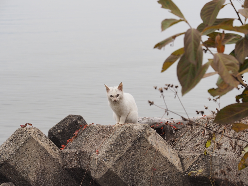 滋賀県・沖島の猫たち
