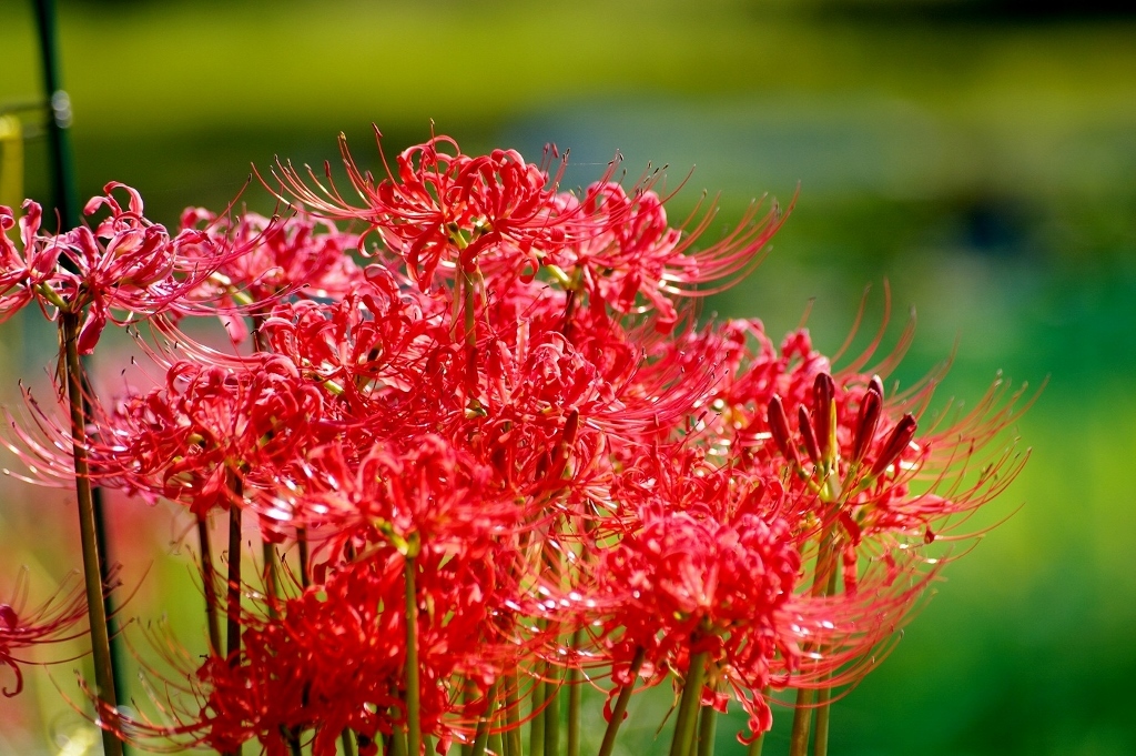 千早赤阪村2014秋