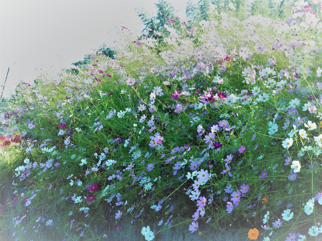 P千早赤阪村・コスモス