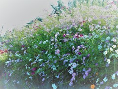 P千早赤阪村・コスモス