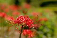 千早赤阪村2014秋
