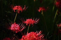 千早赤阪村2014秋