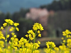 2018春　明日香