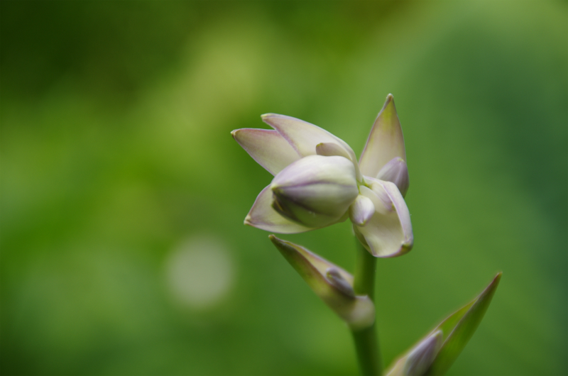 京都植物園にて