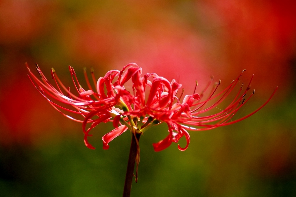 千早赤阪村2014秋