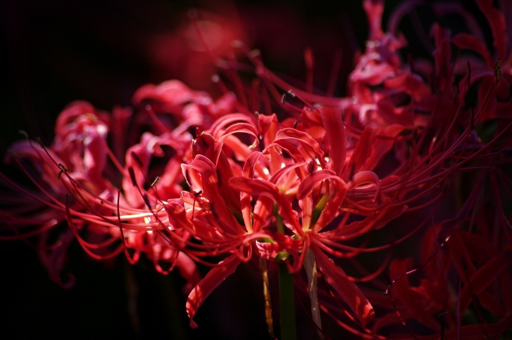 千早赤阪村2014秋