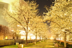 桜夜道