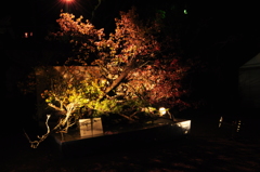 高知城　花回廊　