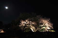 夜桜とお月様