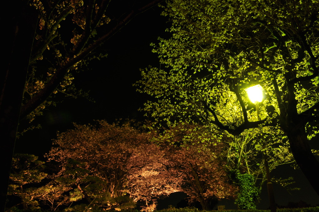 夜の光