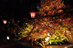 高知城　花回廊