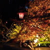 高知城　花回廊