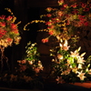 高知城　花回廊
