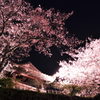 夜桜と鐘撞堂