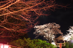 春の夜