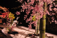 高知城　花回廊