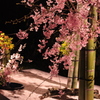 高知城　花回廊