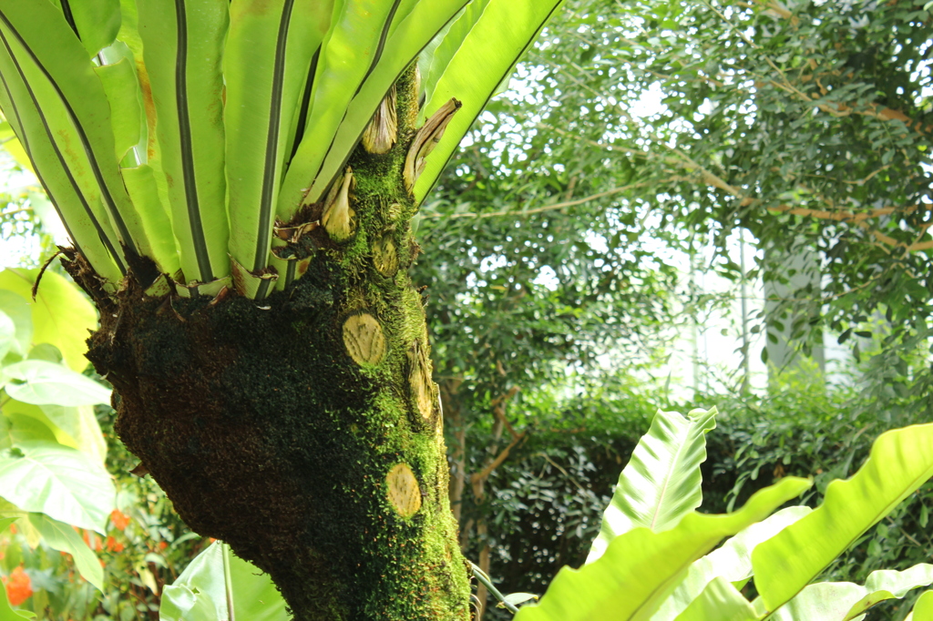 古代の植物