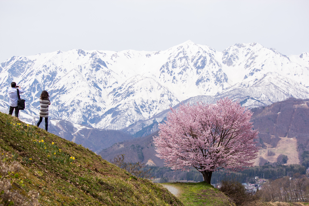 アルプスと桜と撮る人