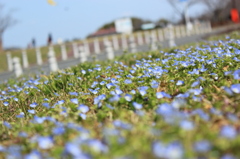 名もなき花①