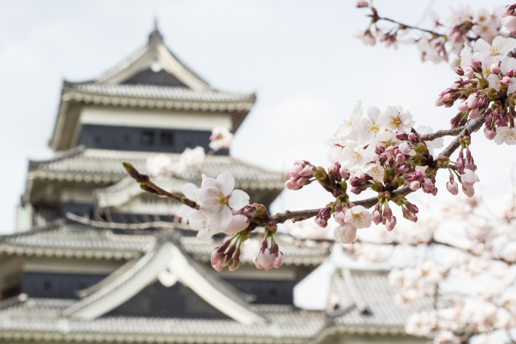 烏と桜1