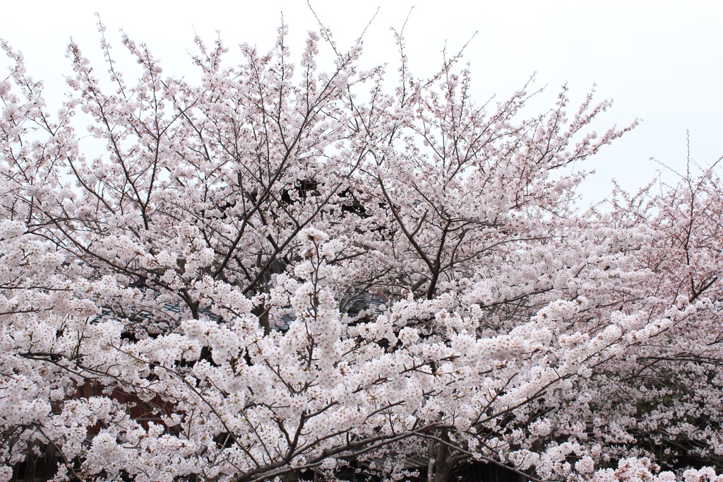 桜盛り