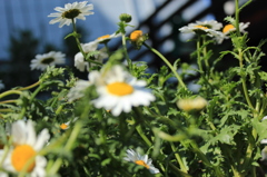 名もなき花③