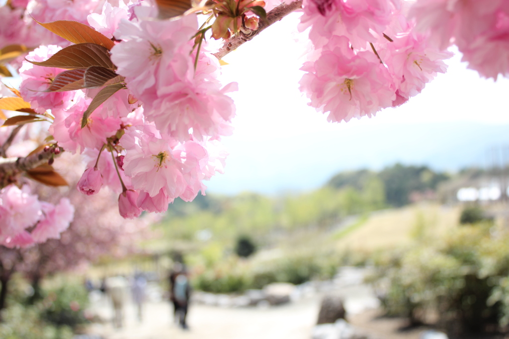 桜日和
