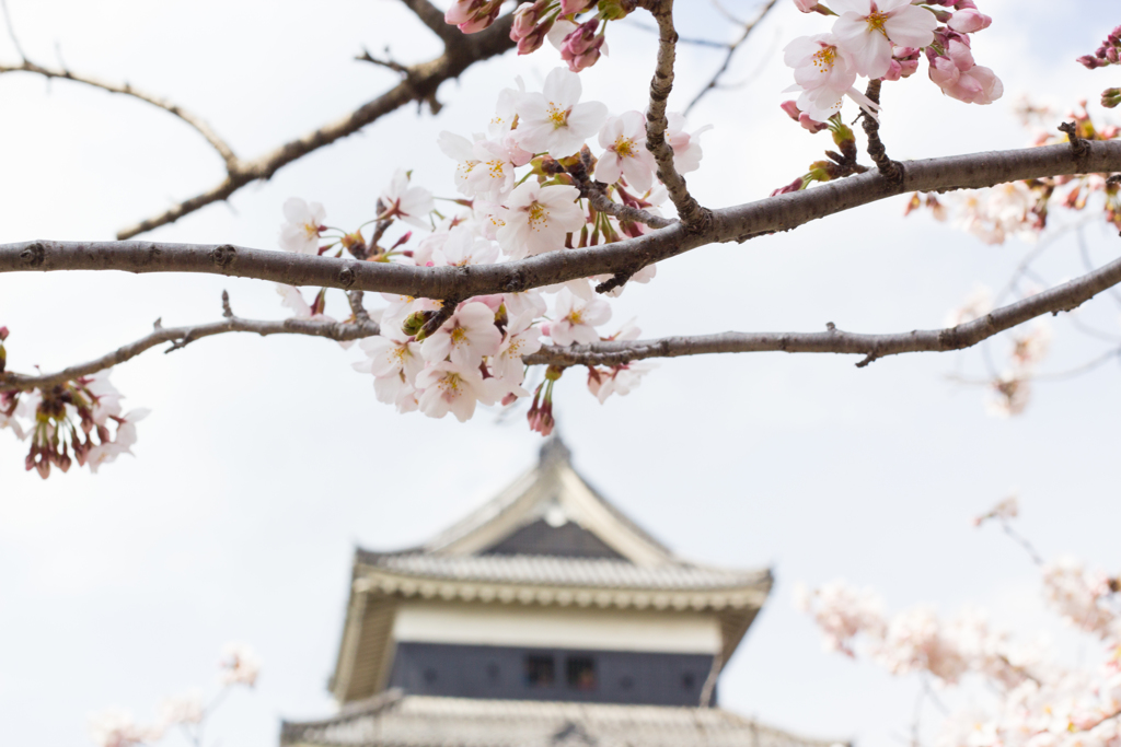 烏と桜2