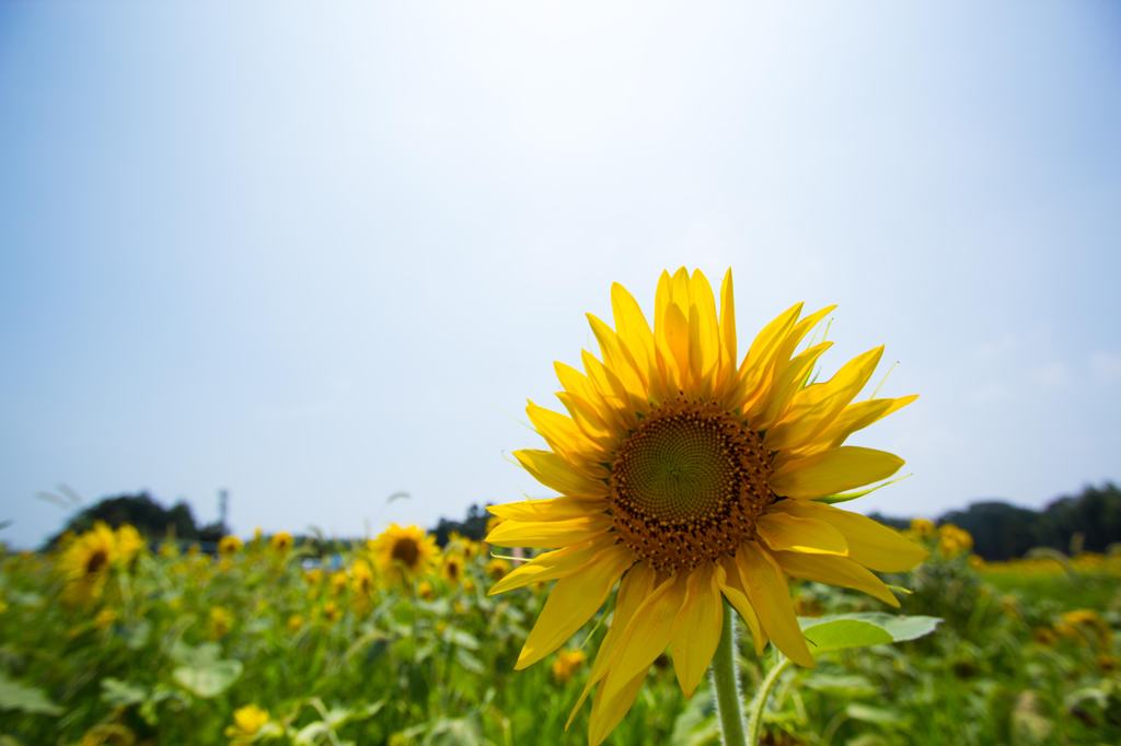 太陽浴びて