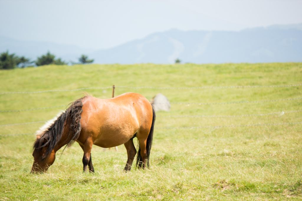 草原の馬