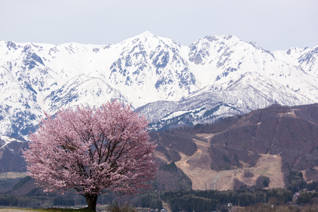 アルプスと桜