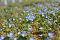 名もなき花②