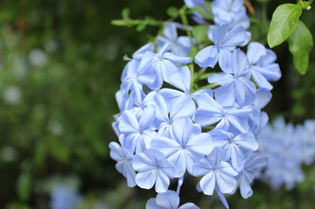 名もなき花④